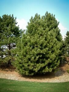 Сосна Чёрная (Pinus Nigra) купить по цене от 270.00р. в интернет-магазине «Посадика» с доставкой почтой в в Новозыбкове и по всей России – [изображение №1].