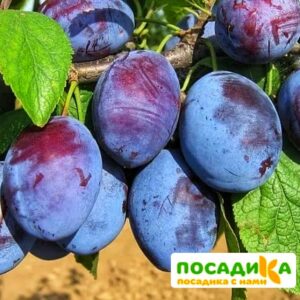 Слива Чачакская ранняя купить по цене от 229.00р. в интернет-магазине «Посадика» с доставкой почтой в в Новозыбкове и по всей России – [изображение №1].