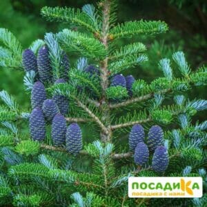 Пихта корейская (Abies koreana) купить по цене от 450.00р. в интернет-магазине «Посадика» с доставкой почтой в в Новозыбкове и по всей России – [изображение №1].