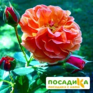 Роза Арабия купить по цене от 350.00р. в интернет-магазине «Посадика» с доставкой почтой в в Новозыбкове и по всей России – [изображение №1].