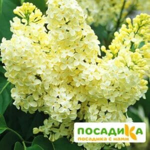 Сирень Примроуз (Primrose) купить по цене от 529.00р. в интернет-магазине «Посадика» с доставкой почтой в в Новозыбкове и по всей России – [изображение №1].