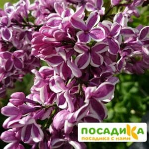 Сирень Сенсация купить по цене от 529.00р. в интернет-магазине «Посадика» с доставкой почтой в в Новозыбкове и по всей России – [изображение №1].