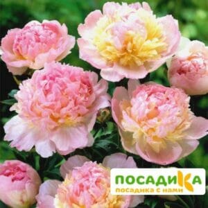 Пион Распберри Сандей (Paeonia Raspberry Sundae) купить по цене от 959р. в интернет-магазине «Посадика» с доставкой почтой в в Новозыбкове и по всей России – [изображение №1].