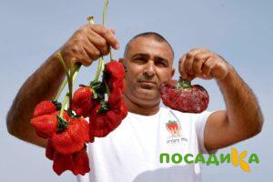 Клубника Гигант Джорнея купить по цене от 266р. в интернет-магазине «Посадика» с доставкой почтой в в Новозыбкове и по всей России – [изображение №1].