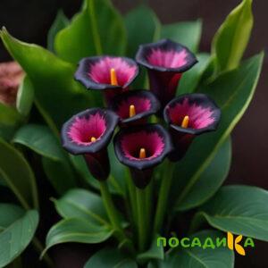 Калла Аура Лейс купить по цене от 400р. в интернет-магазине «Посадика» с доставкой почтой в в Новозыбкове и по всей России – [изображение №1].
