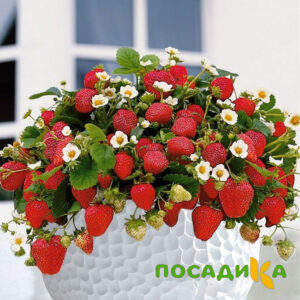 Клубника Рубиновый Шепот (горшечная) купить по цене от 240р. в интернет-магазине «Посадика» с доставкой почтой в в Новозыбкове и по всей России – [изображение №1].