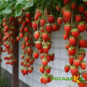 Клубника вьющаяся Комплимент купить по цене от 470р. в интернет-магазине «Посадика» с доставкой почтой в в Новозыбкове и по всей России – [изображение №1].