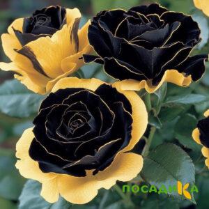 Роза Ханни Сикл купить по цене от 700р. в интернет-магазине «Посадика» с доставкой почтой в в Новозыбкове и по всей России – [изображение №1].