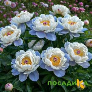 Пион акварельный Этюд купить по цене от 806р. в интернет-магазине «Посадика» с доставкой почтой в в Новозыбкове и по всей России – [изображение №1].
