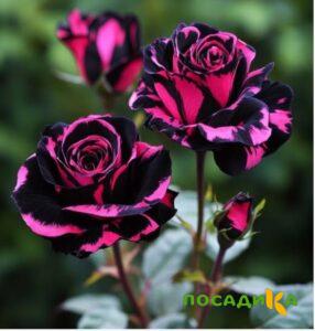 Роза Багровый Шепот купить по цене от 366р. в интернет-магазине «Посадика» с доставкой почтой в в Новозыбкове и по всей России – [изображение №1].