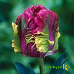 Тюльпан Экзотик Хэвен купить по цене от 186р. в интернет-магазине «Посадика» с доставкой почтой в в Новозыбкове и по всей России – [изображение №1].